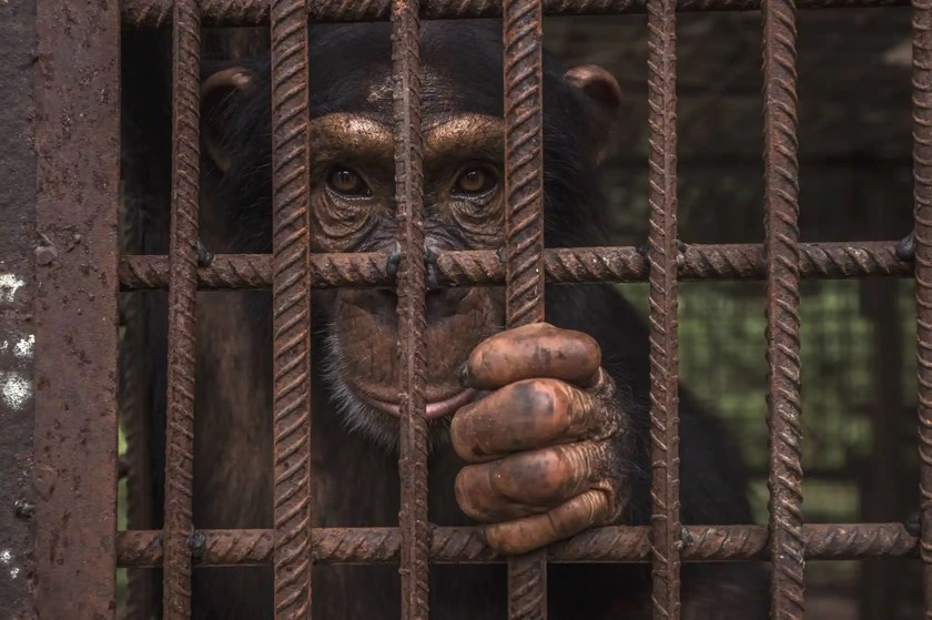 Tên tác phẩm: Hy vọng. Tác giả: Roberto Garcia-Roa