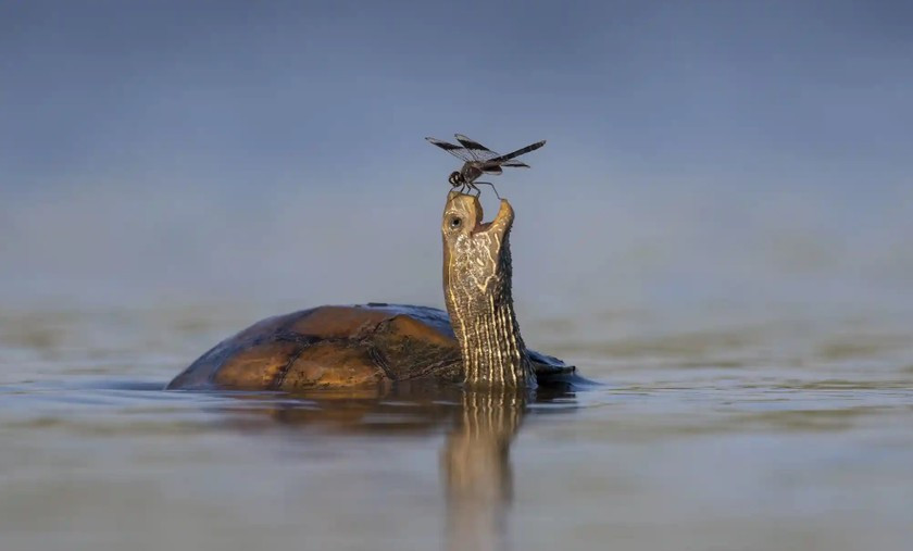 Tên tác phẩm: Chú rùa hạnh phúc. Tác giả: Tzahi Finkelstein