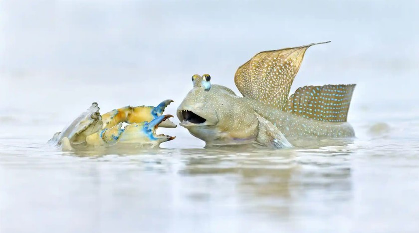 Tên tác phẩm: Hàng xóm ồn ào. Tác giả: Ofer Levy