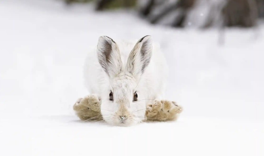 Tên bức ảnh chụp động vật hoang dã: Giày trượt tuyết. Tác giả: Roberto Garcia-Roa