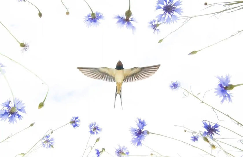 Tên tác phẩm: Chim nhạn trên đồng cỏ. Tác giả: Hermann Hirsch và Jan Lessman