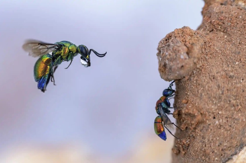 Tên tác phẩm: Con ong Cuckoo đến. Tác giả: Frank Deschandol.
