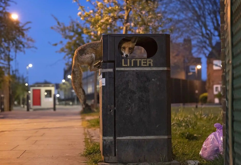 Tên tác phẩm: Con cáo cơ hội. Tác giả: Matt Maran