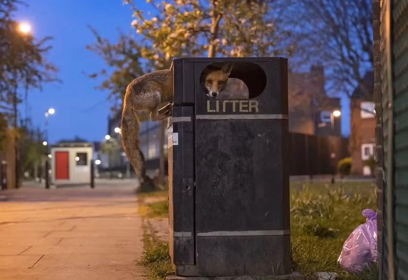 Tên tác phẩm: Con cáo cơ hội. Tác giả: Matt Maran