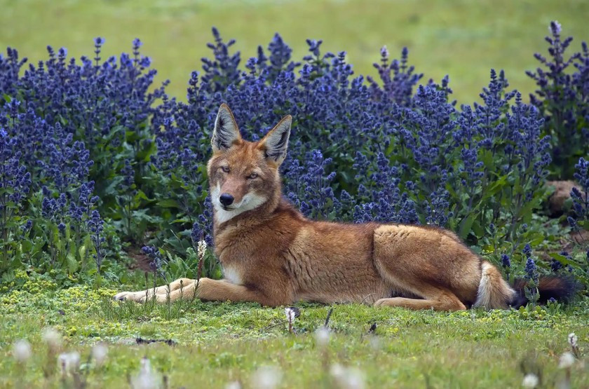 Tên tác phẩm: Cảnh tượng hiếm gặp. Tác giả: Axel Gomille