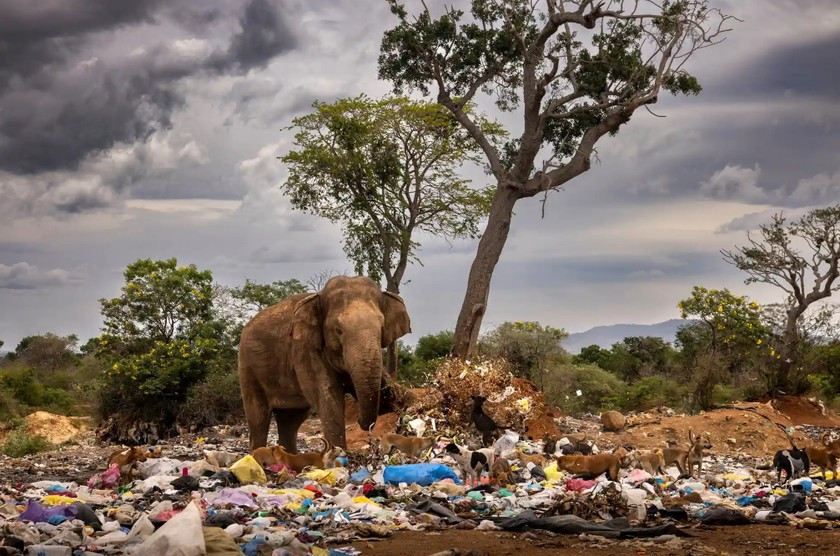 Tên tác phẩm: Giày đi tuyết ở bãi rác. Tác giả: Brent Stirton