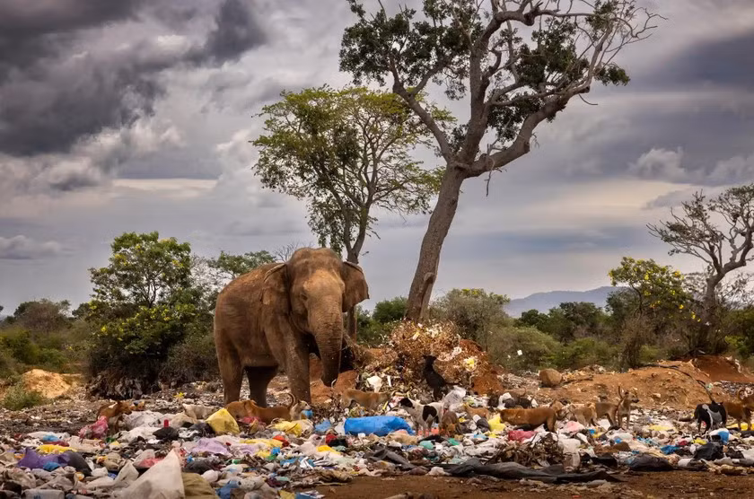 Tên tác phẩm: Giày đi tuyết ở bãi rác. Tác giả: Brent Stirton