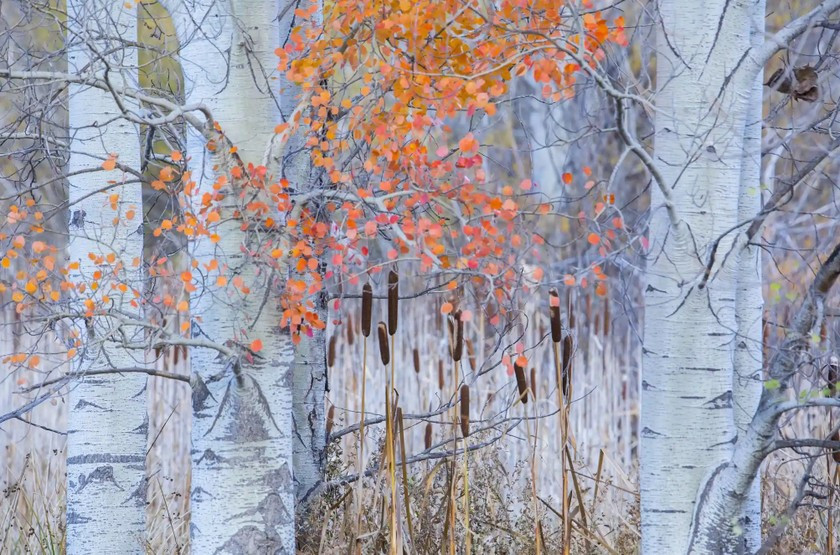 Tên tác phẩm: Ánh sáng mùa thu. Tác giả: Uge Fuertes Sanz.