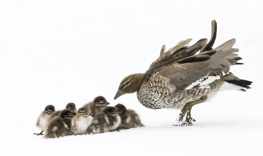 Tên tác phẩm: Vịt con rúc vào nhau. Tác giả: Charles Davis