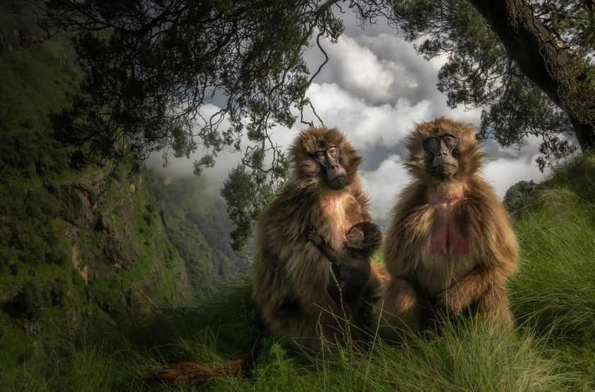 Tên tác phẩm: Khỉ Geladas trên đồng cỏ. Tác giả: Marco Gaiotti