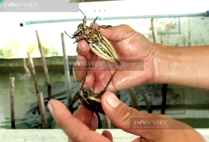 Nuoi ca cuong, ban 3 trieu dong/kg, anh nong dan Tay Ninh giau len-Hinh-2