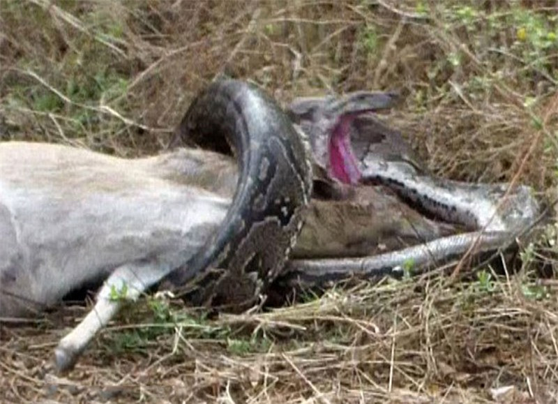 Video: Trăn khổng lồ bị linh dương đâm xuyên họng vì tham ăn - Hình 6 Video: Tran khong lo bi linh duong dam xuyen hong vi tham an-Hinh-6