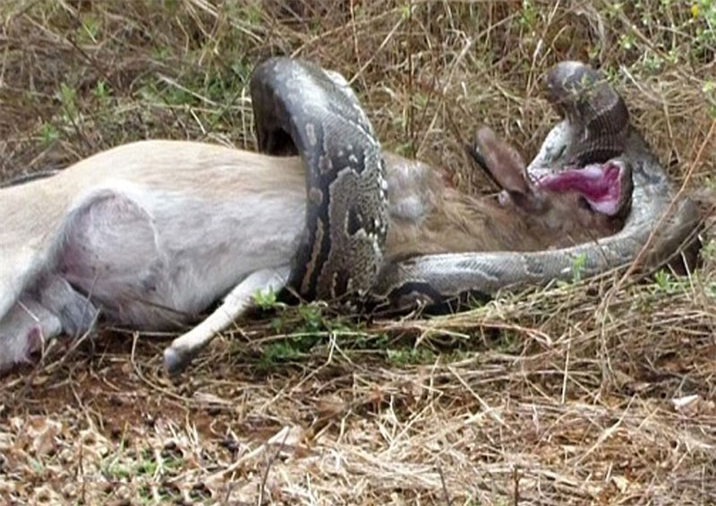 Video: Trăn khổng lồ bị linh dương đâm xuyên họng vì tham ăn - Hình 5 Video: Tran khong lo bi linh duong dam xuyen hong vi tham an-Hinh-5