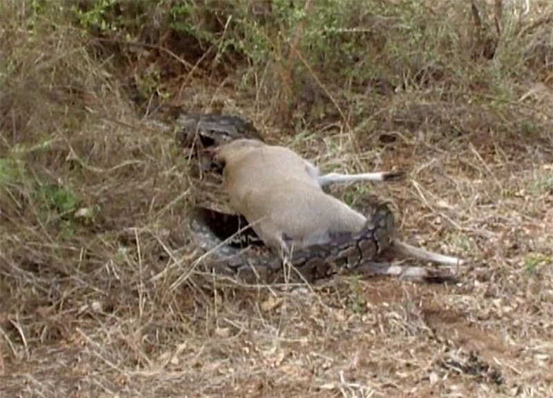 Video: Trăn khổng lồ bị linh dương đâm xuyên họng vì tham ăn Video: Tran khong lo bi linh duong dam xuyen hong vi tham an