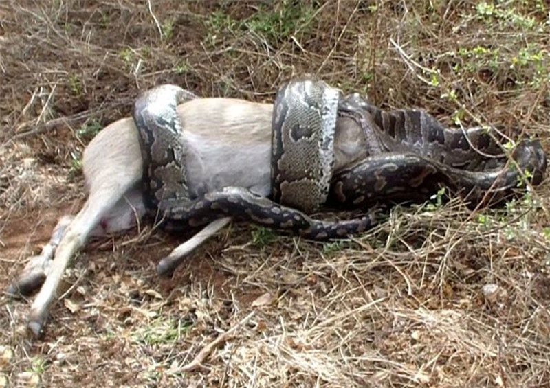 Video: Trăn khổng lồ bị linh dương đâm xuyên họng vì tham ăn - Hình 3 Video: Tran khong lo bi linh duong dam xuyen hong vi tham an-Hinh-3