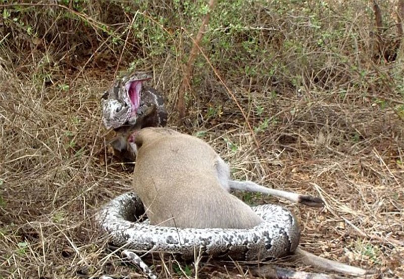 Video: Trăn khổng lồ bị linh dương đâm xuyên họng vì tham ăn - Hình 7 Video: Tran khong lo bi linh duong dam xuyen hong vi tham an-Hinh-7