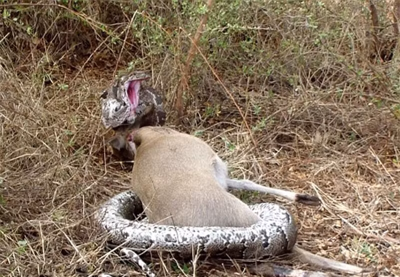 Video: Tran khong lo bi linh duong dam xuyen hong vi tham an-Hinh-7