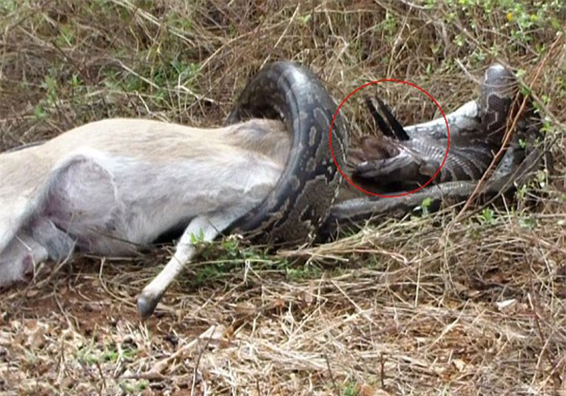 Video: Trăn khổng lồ bị linh dương đâm xuyên họng vì tham ăn - Hình 4 Video: Tran khong lo bi linh duong dam xuyen hong vi tham an-Hinh-4