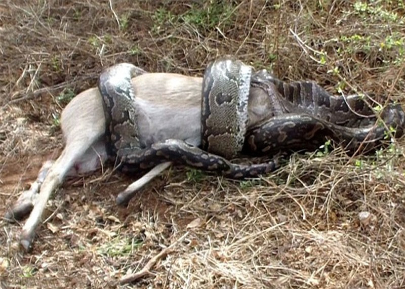 Video: Trăn khổng lồ bị linh dương đâm xuyên họng vì tham ăn - Hình 2 Video: Tran khong lo bi linh duong dam xuyen hong vi tham an-Hinh-2