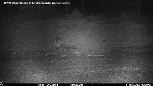 Video: Phát hiện sinh vật săn mồi bí ẩn ăn thịt hươu ở New York Video: Phat hien sinh vat san moi bi an an thit huou o New York