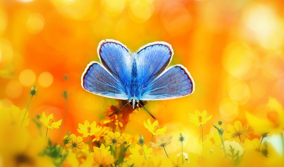 4 con giáp tháng 4 phú quý, tháng 5 dưa dả, tháng 6 sung túc - Hình 3 4 con giap thang 4 phu quy, thang 5 dua da, thang 6 sung tuc-Hinh-3