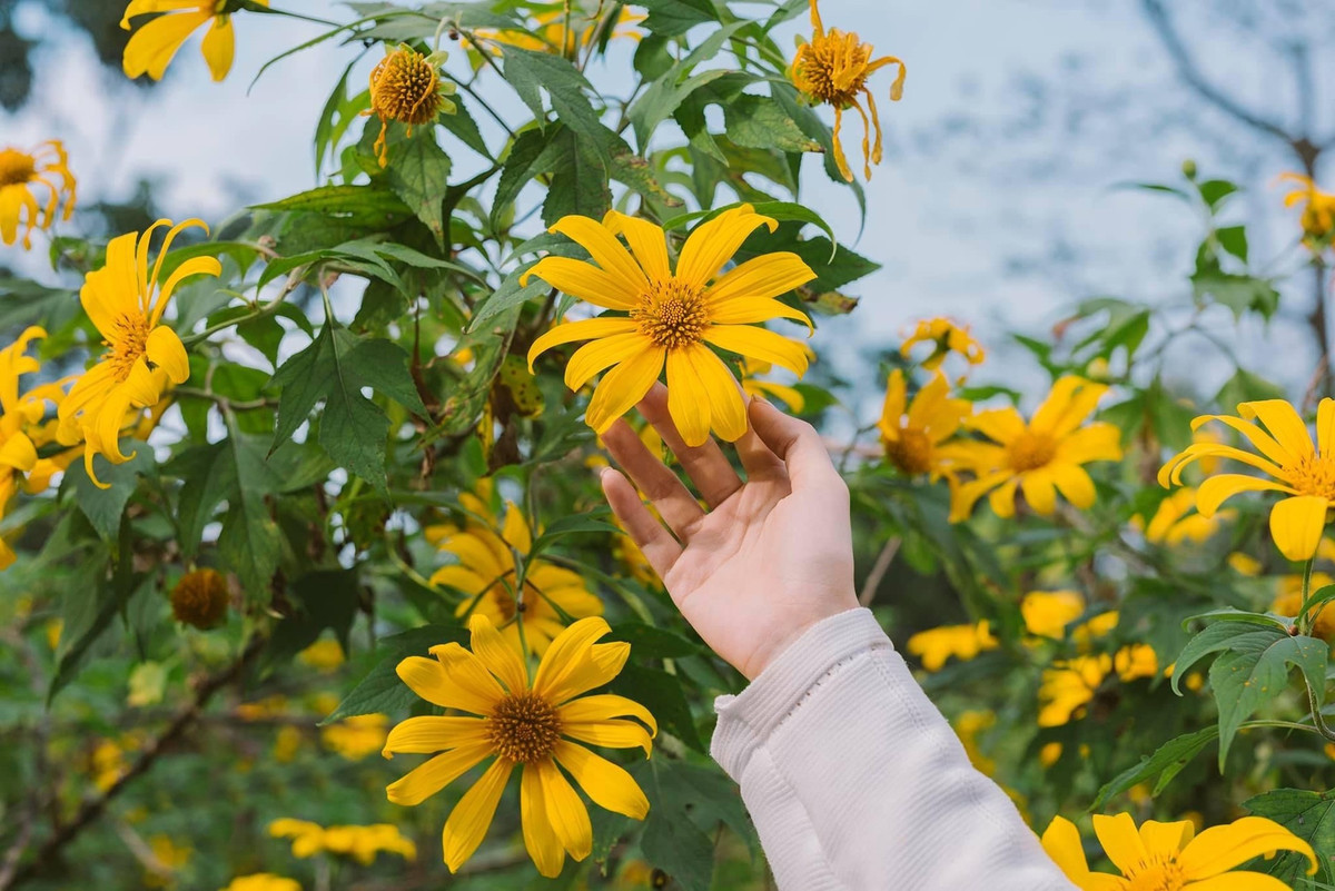 Hoa dã quỳ có nhiều tên gọi khách như cúc quỳ, sơn quỳ, hướng dương dại, quỳ dại… là loài cây dễ mọc, sinh trưởng nhanh. Tại Ba Vì, từ những năm 20 của thế kỷ trước, khi xây dựng nhà thờ và 9 ngôi biệt thự trên Ba Vì, người Pháp đã mang giống hoa dã quỳ này về trồng (Ảnh: Kiên Ka Ka).