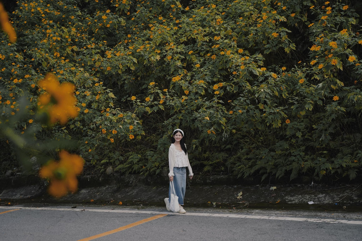 Từ cuối tháng 10, hoa dã quỳ, loài hoa đặc trưng của Ba Vì, bắt đầu nở. Đến khoảng giữa tháng 11, là thời điểm hoa tươi và đẹp nhất. Giới trẻ Hà Nội đặc biệt yêu thích loài hoa này vì không cần phải đến Đà Lạt hay Tây Nguyên cũng có thể sở hữu được bộ ảnh tuyệt đẹp với loài hoa của mùa đông (Ảnh: Phương Tali).