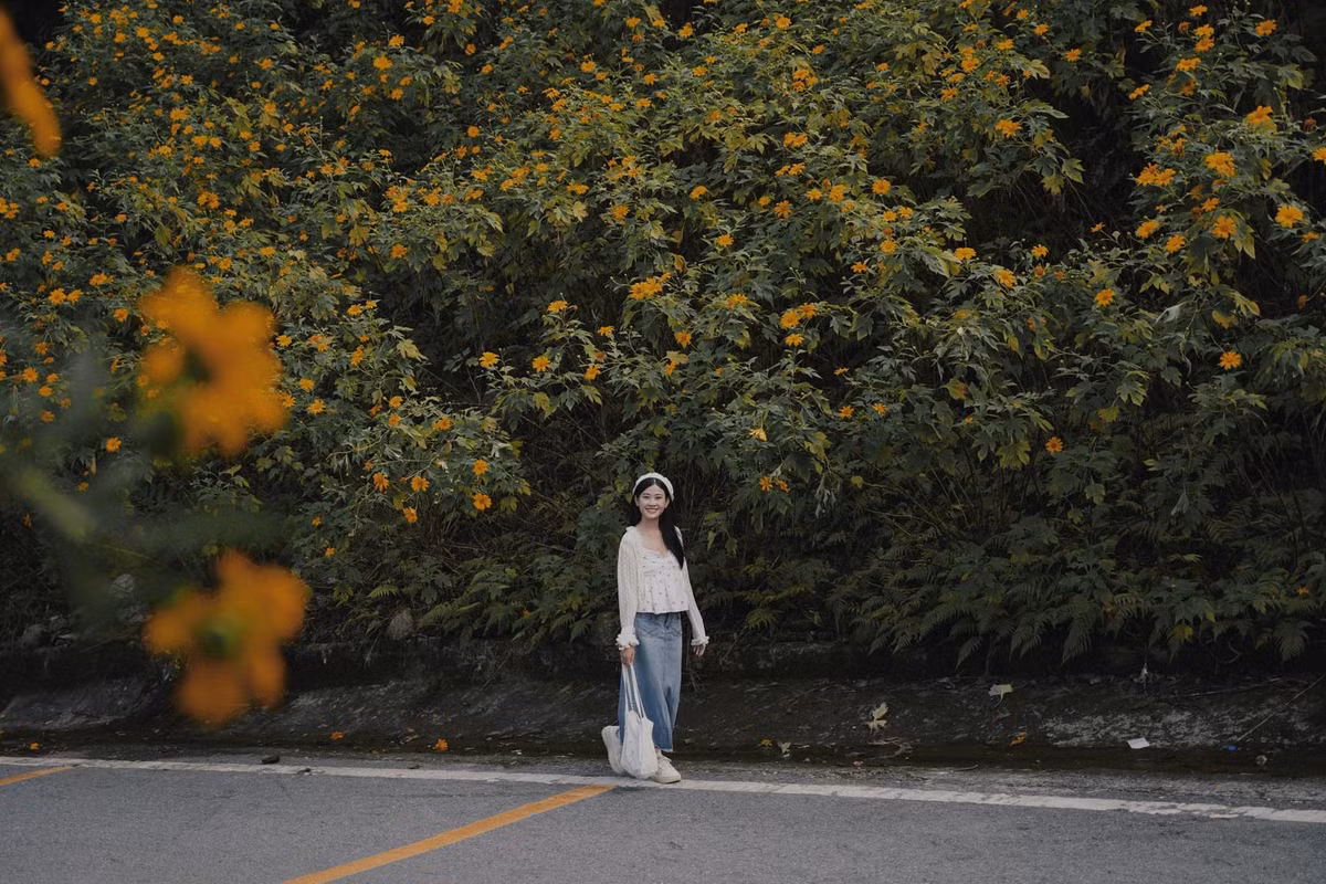 Từ cuối tháng 10, hoa dã quỳ, loài hoa đặc trưng của Ba Vì, bắt đầu nở. Đến khoảng giữa tháng 11, là thời điểm hoa tươi và đẹp nhất. Giới trẻ Hà Nội đặc biệt yêu thích loài hoa này vì không cần phải đến Đà Lạt hay Tây Nguyên cũng có thể sở hữu được bộ ảnh tuyệt đẹp với loài hoa của mùa đông (Ảnh: Phương Tali).