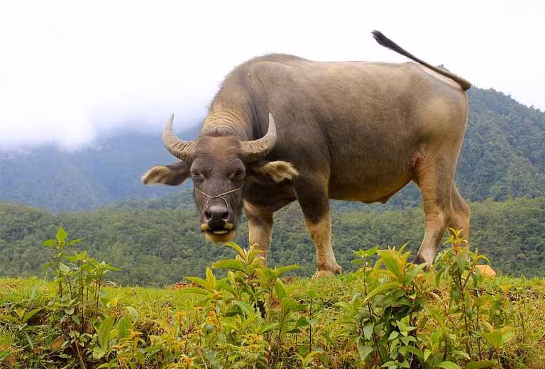 Không chỉ có vậy, tại nơi làm việc họ cũng liên tục gặp quý nhân, được hỗ trợ để thành công, thăng tiến khiến nhiều người ghen tị.