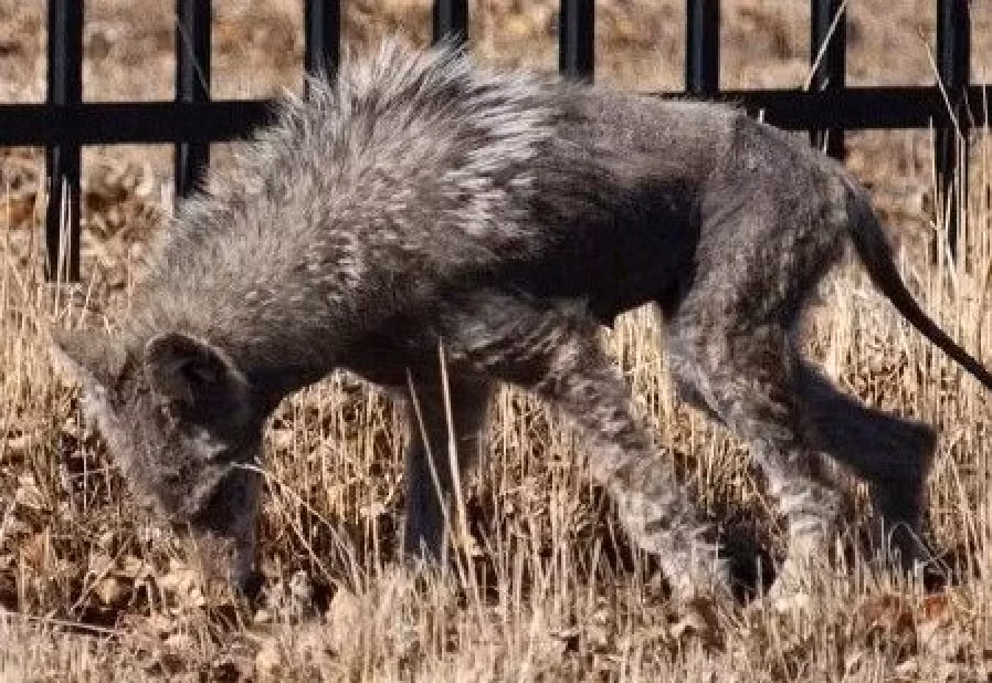 Su that ve nhung truyen thuyet do thi dang so nhat-Hinh-6