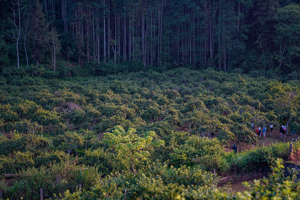 Bắc Hà nổi tiếng với những vườn mận được trồng bạt ngàn trên sườn đồi và thung lũng bằng phẳng kẹp giữa những ngọn núi cao ngút ngàn.