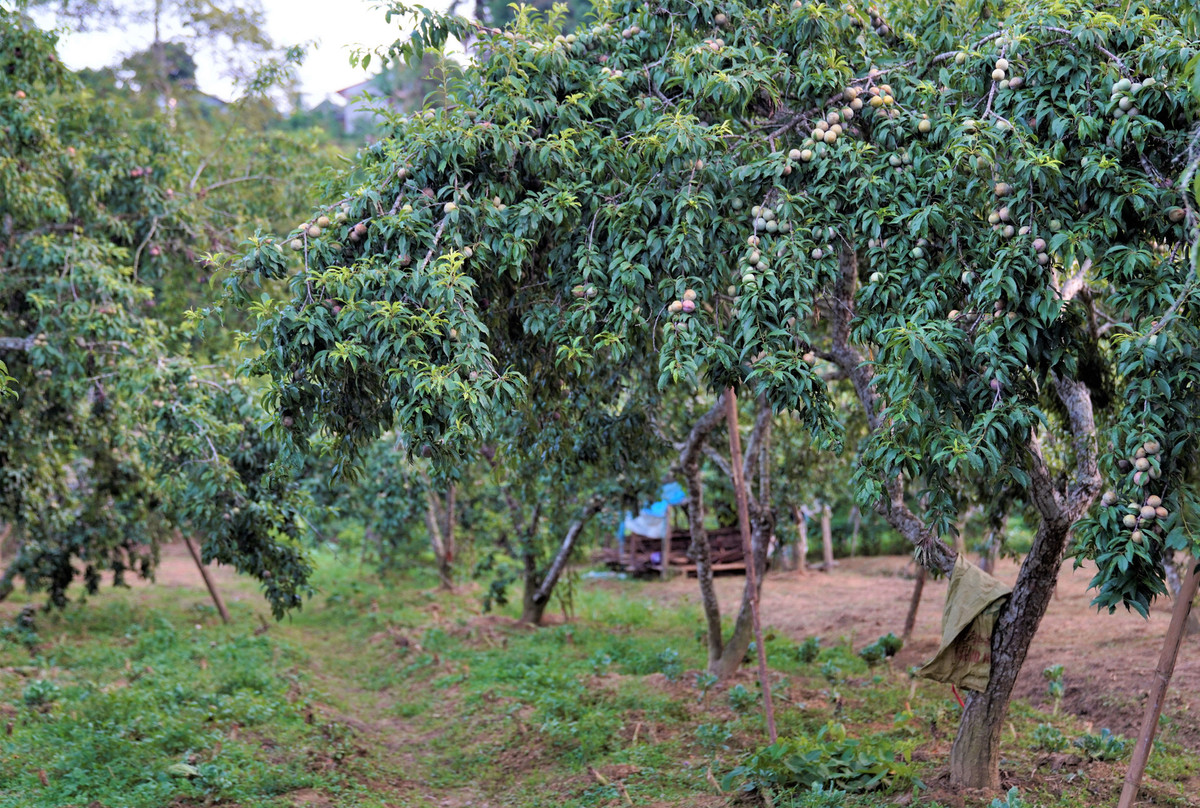"Mùa vụ năm ngoái thu được 5 tấn, lãi hàng chục triệu đồng. Năm nay, thời tiết thuận lợi nên vườn mận được mùa, cây mận cho trái to, đẹp, ngọt hơn, được người tiêu dùng ưa chuộng, giá bán cao hơn" - ông Nam (xã Na Hối) chia sẻ.