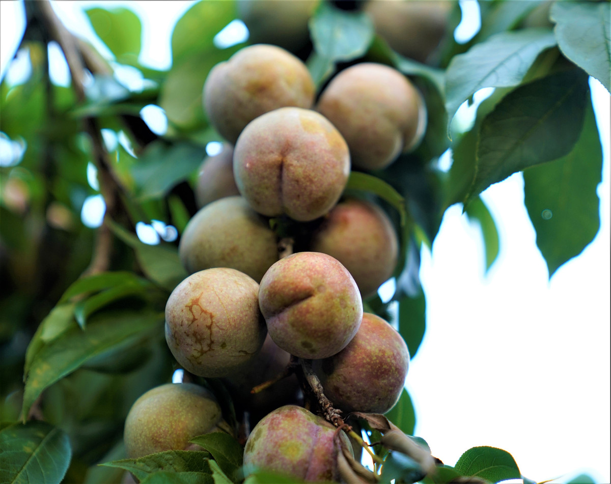 Tên gọi mận Tam Hoa là chỉ loại mận đặc sản nơi đây, có ý nghĩa là 3 lớp trên vỏ của quản mận Bắc Hà: Lớp thứ nhất là lớp phấn trắng (bao hết quả quả mận), lớp thứ hai là vỏ (màu tím khi chín) và lớp thịt màu đỏ.