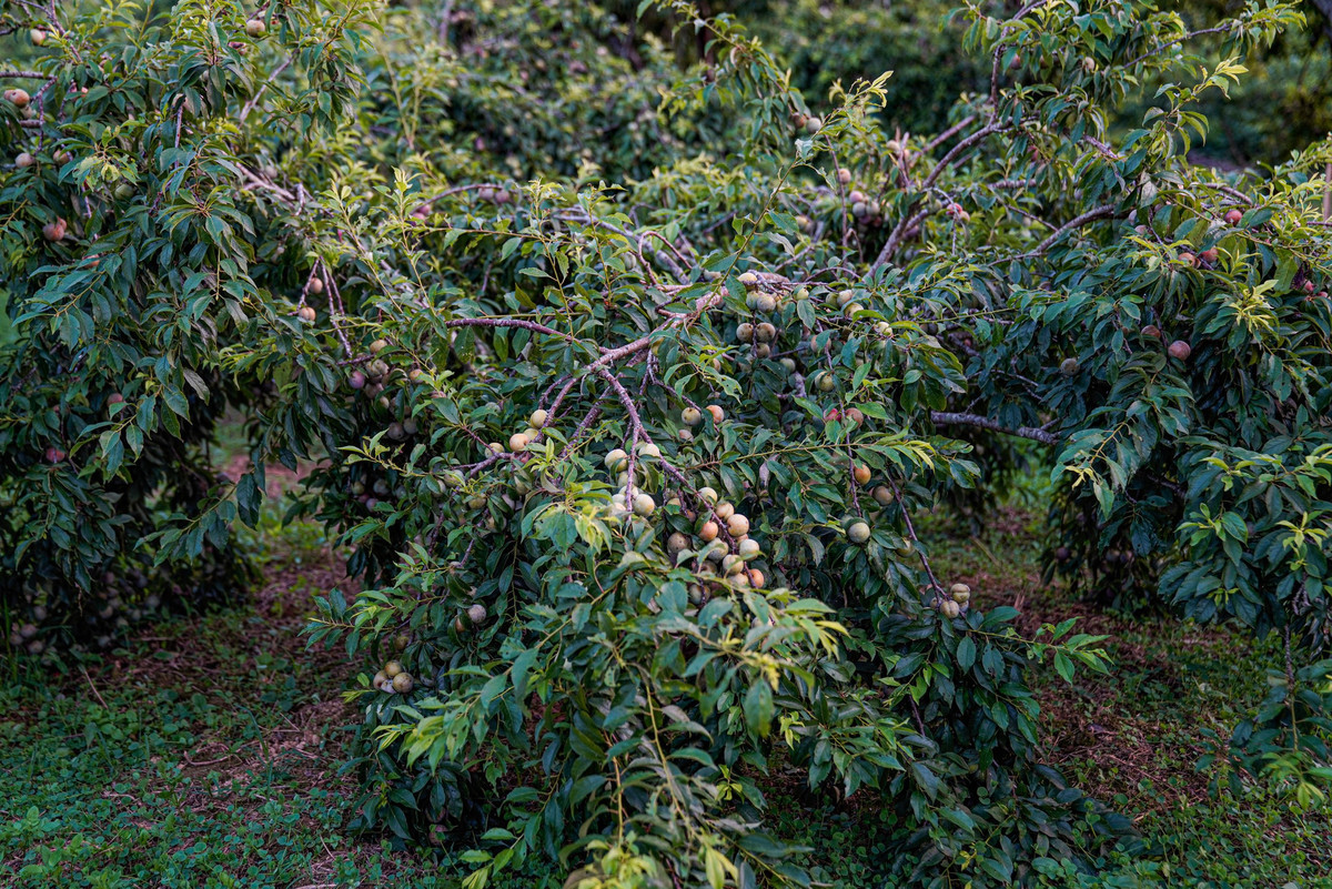 Hiện nay, ở Bắc Hà, những vườn mận được trồng nhiều ở các xã như: Tà Chải, Na Hối, Thải Giàng Phố, Hoàng Thu Phố, Bản Phố…