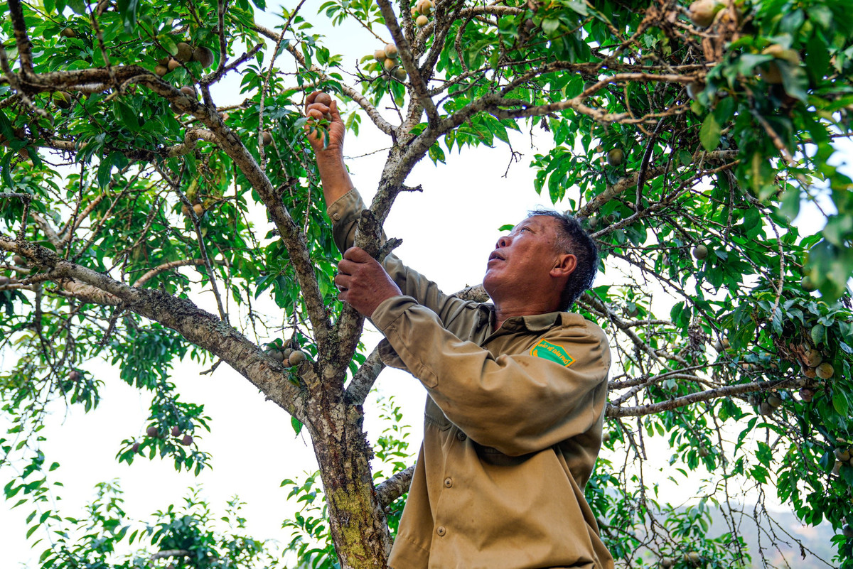  Ông Lý Văn Nam, chủ vườn mận xã Na Hối, huyện Bắc Hà cho biết, hiện nay trên diện tích khoảng 3ha, gia đình ông đang trồng khoảng hơn 80 gốc mận. Mỗi năm, vườn cho thu hoạch từ 5 đến 6 tấn mận tam hoa. Giá mận tại vườn vào thời điểm đầu mùa lên đến 70.000 đồng/kg. Khi vào chính vụ, giá thành sẽ giảm xuống mức 30.000 đến 40.000 đồng/kg.