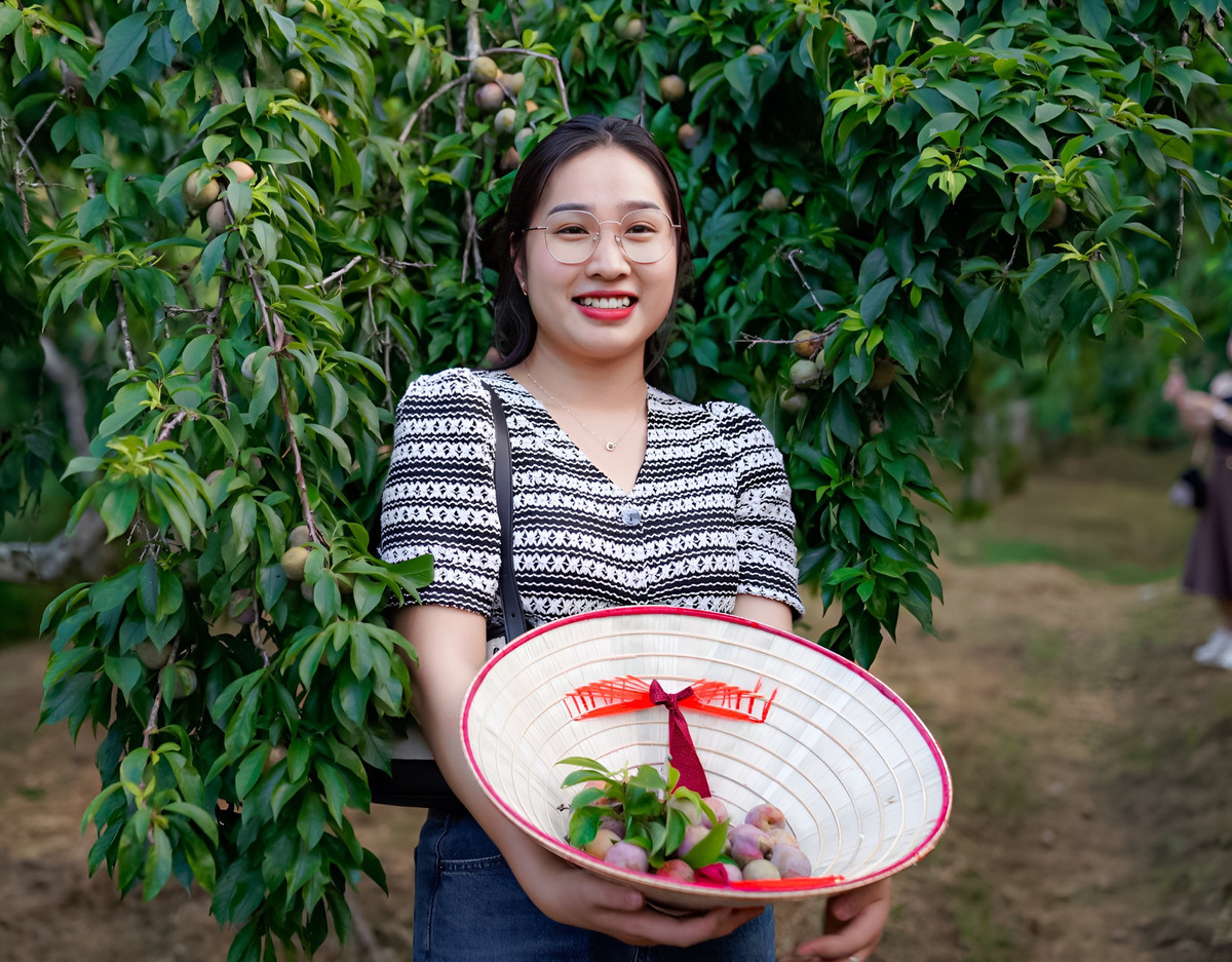 Du khách vào vườn không mất phí, tự tay khách hái và thưởng thức những trái mận chín đỏ trên cành, được chọn những trái mận to, đẹp, ưng ý nhất để mua về làm quà, được tìm hiểu về lịch sử phát triển của cây mận Tam Hoa… hào hứng chụp ảnh checkin bên những tán mận xanh mướt.