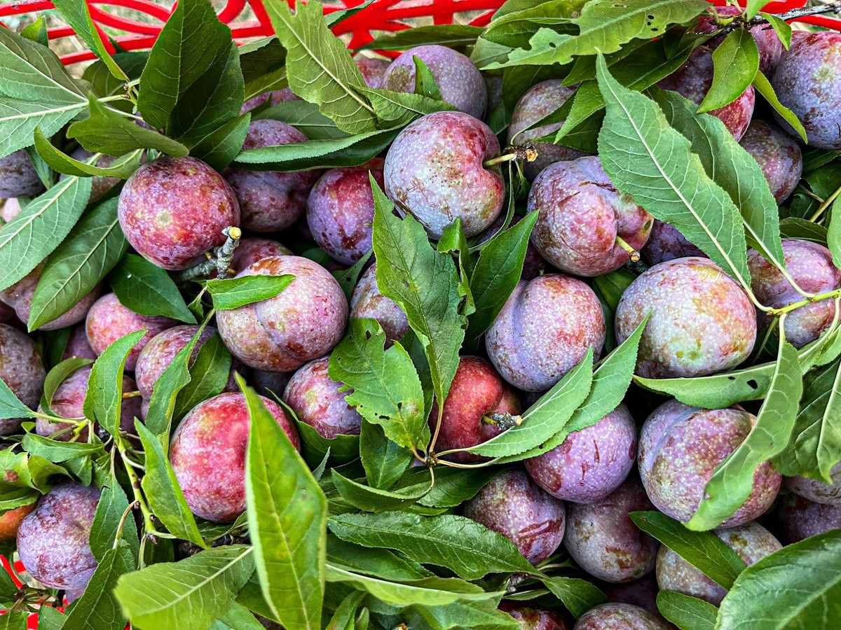 Mận Tam Hoa khi chín mận có màu đỏ, ăn giòn, vị dịu ngọt, có vị chát đặc trưng nhưng không bị đắng.