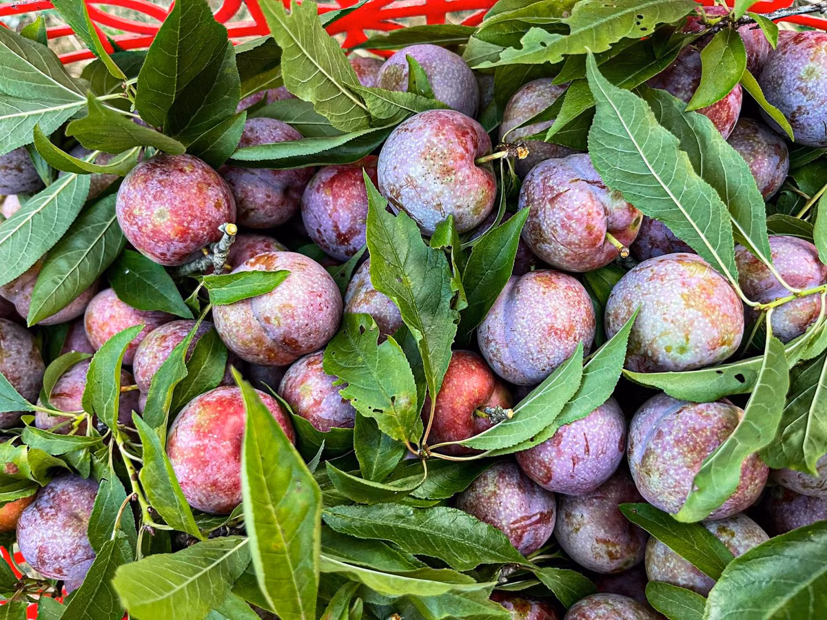 Mận Tam Hoa khi chín mận có màu đỏ, ăn giòn, vị dịu ngọt, có vị chát đặc trưng nhưng không bị đắng.