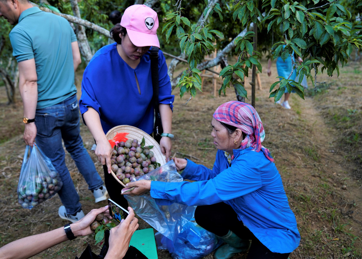 Sau nhiều năm trồng và lai ghép, đến nay huyện Bắc Hà có khoảng 750 ha mận ngon, UBND huyện Bắc Hà cho biết, dự ước năm nay sẽ thu hoạch từ 3.200 - 3.500 tấn quả. Mận Tam Hoa là niềm tự hào của người dân vùng núi Bắc Hà, bởi không chỉ giúp người dân phát triển về kinh tế, tăng thu nhập mà còn trở thành sản phẩm du lịch rất hấp dẫn, góp phần “níu chân” du khách mỗi khi đặt chân tới cao nguyên hoang sơ này.