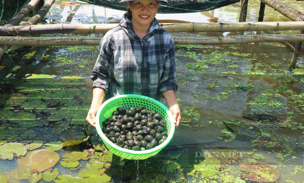 Chuyen la Nghe An: Nuoi mot con vat bang nuoc suoi, thit ngon ngot-Hinh-3