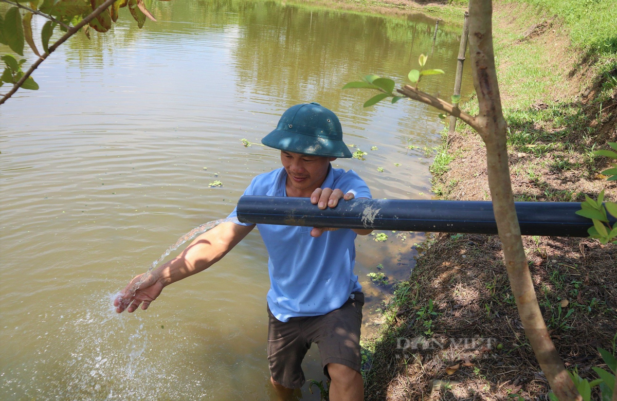 Chuyen la Nghe An: Nuoi mot con vat bang nuoc suoi, thit ngon ngot