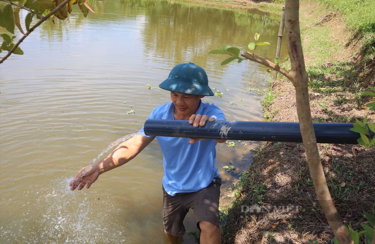 Chuyen la Nghe An: Nuoi mot con vat bang nuoc suoi, thit ngon ngot