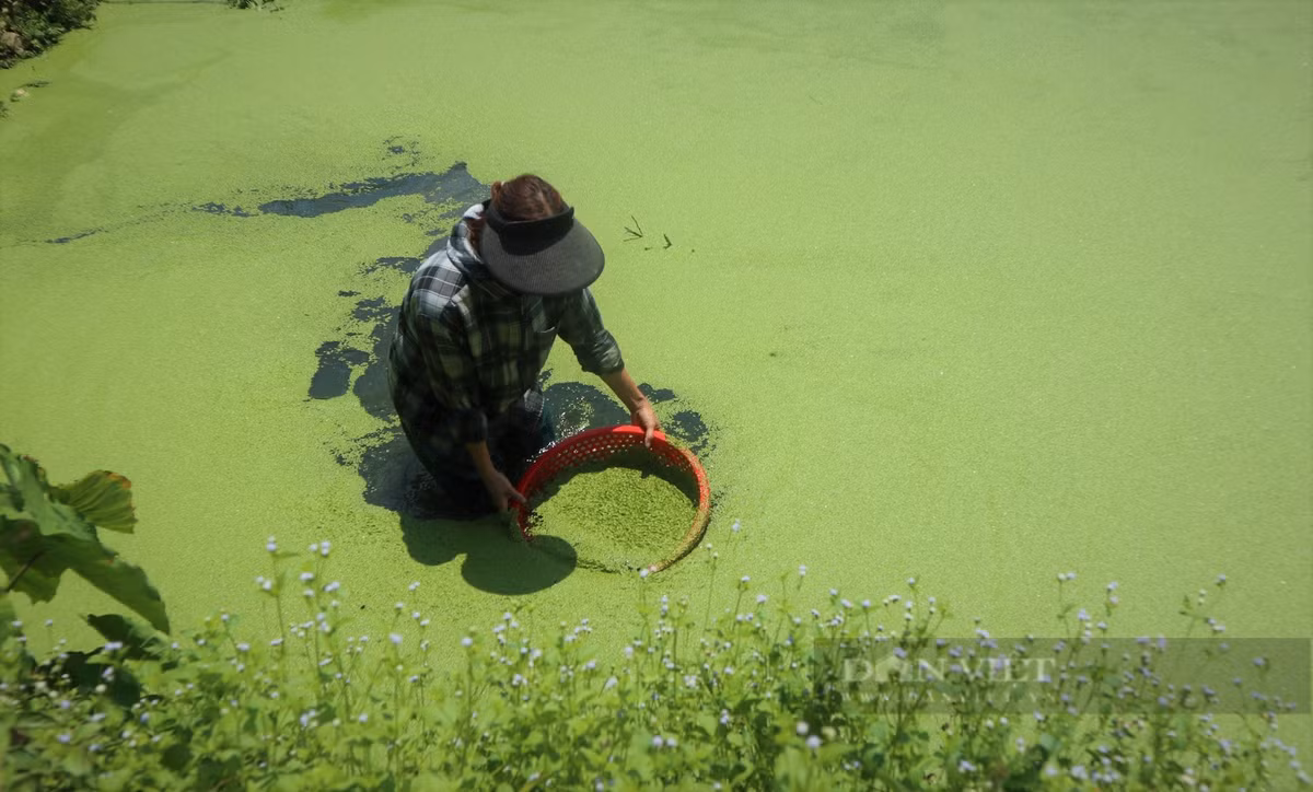 Chuyen la Nghe An: Nuoi mot con vat bang nuoc suoi, thit ngon ngot-Hinh-4