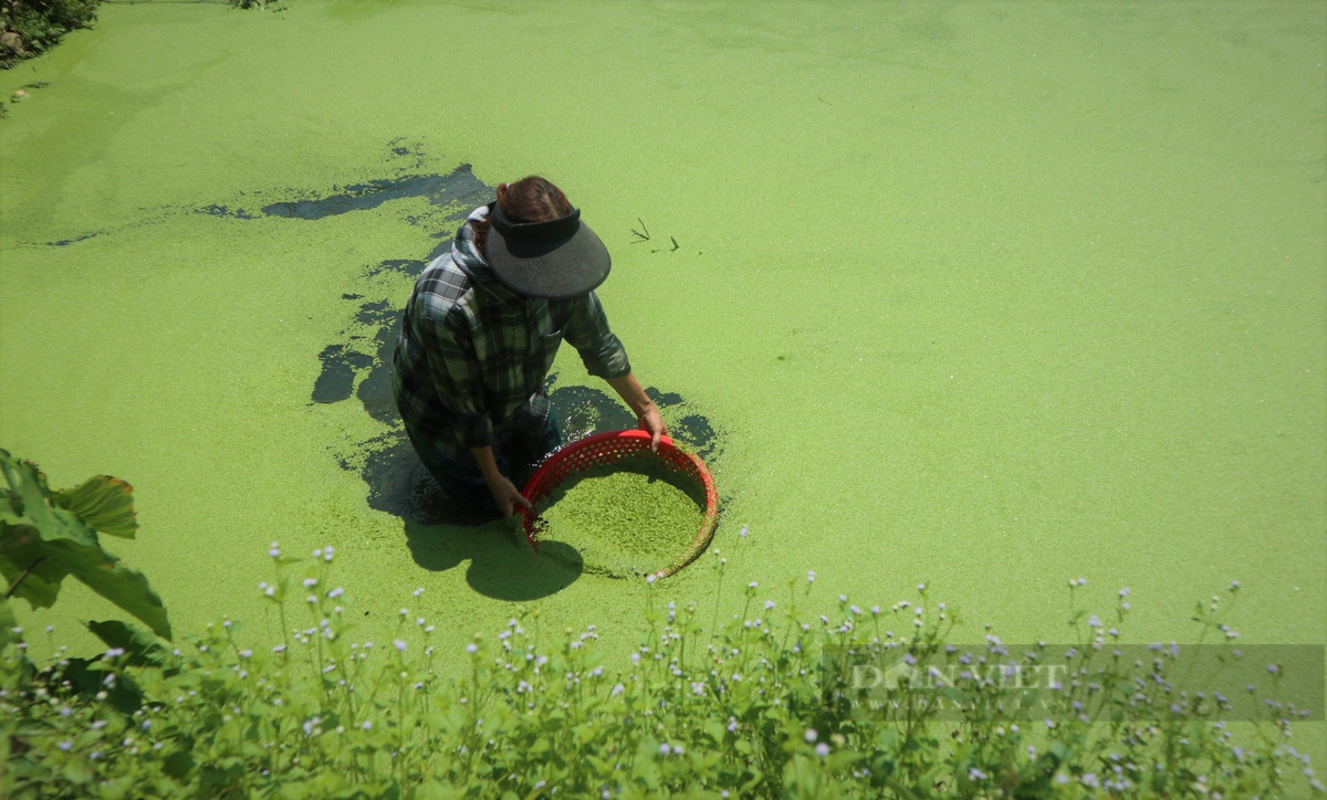 Chuyen la Nghe An: Nuoi mot con vat bang nuoc suoi, thit ngon ngot-Hinh-4