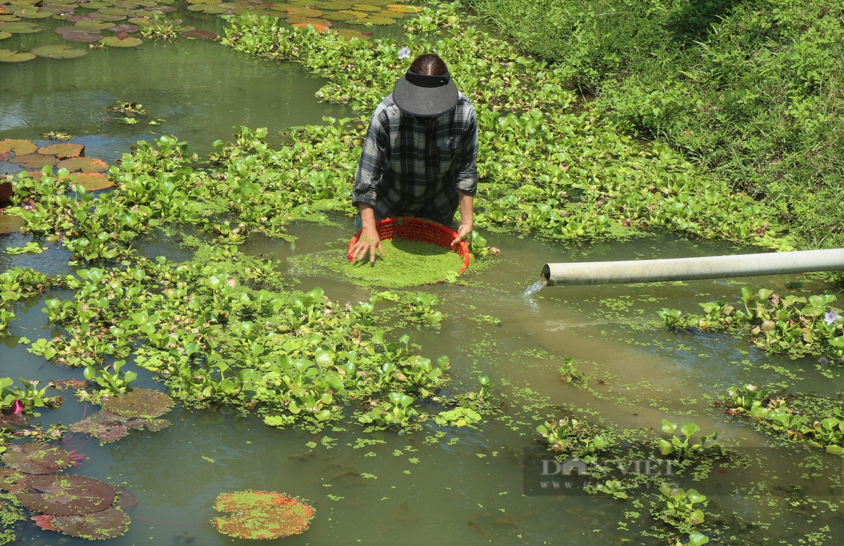 Chuyen la Nghe An: Nuoi mot con vat bang nuoc suoi, thit ngon ngot-Hinh-5
