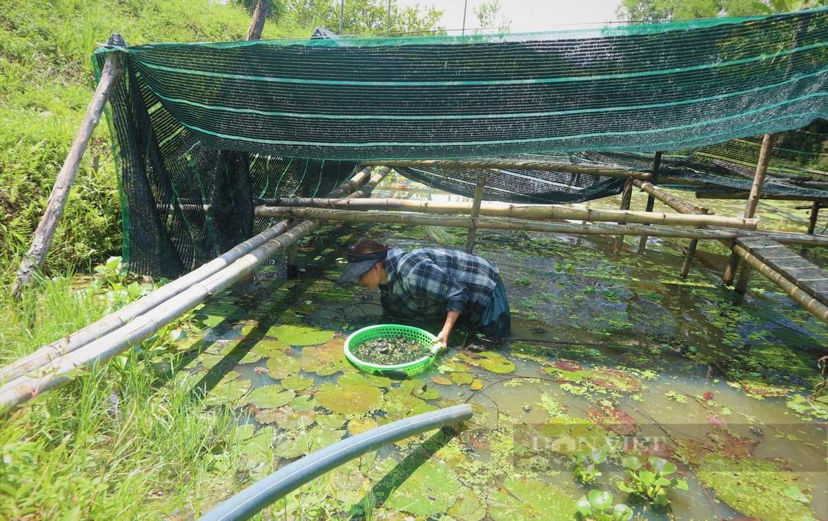 Chuyen la Nghe An: Nuoi mot con vat bang nuoc suoi, thit ngon ngot-Hinh-2