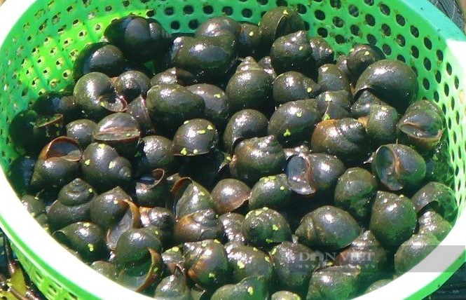 Chuyen la Nghe An: Nuoi mot con vat bang nuoc suoi, thit ngon ngot-Hinh-6