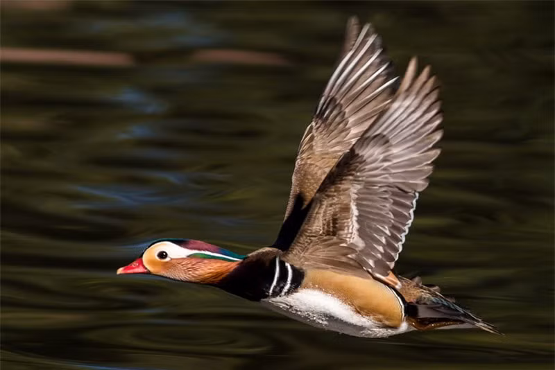 Ngắm bộ lông sặc sỡ của chim uyên ương ảnh 15 Ngắm bộ lông sặc sỡ của chim uyên ương ảnh 15