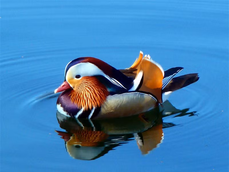 Ngắm bộ lông sặc sỡ của chim uyên ương ảnh 11 Ngắm bộ lông sặc sỡ của chim uyên ương ảnh 11