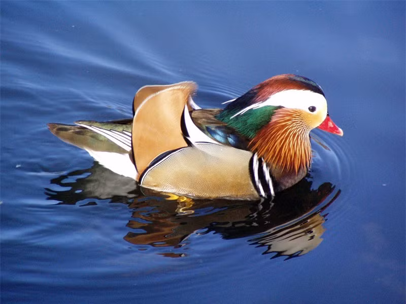 Ngắm bộ lông sặc sỡ của chim uyên ương ảnh 5 Ngắm bộ lông sặc sỡ của chim uyên ương ảnh 5